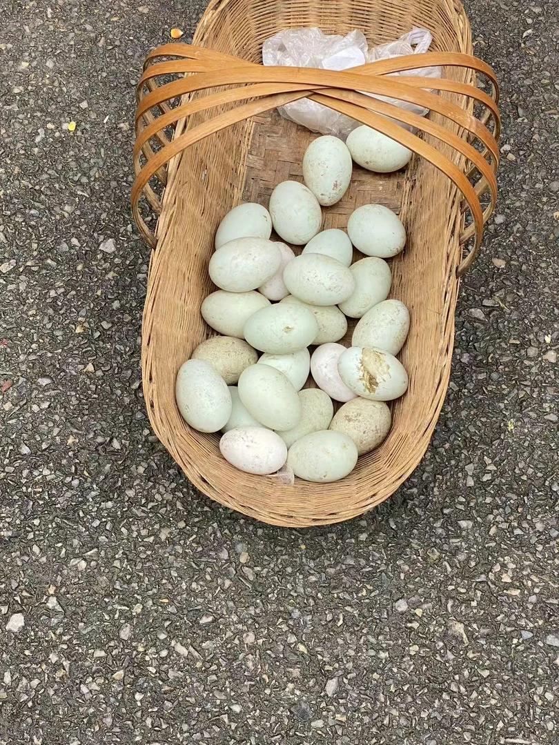 农家散养，田里游的土鸭鸭蛋