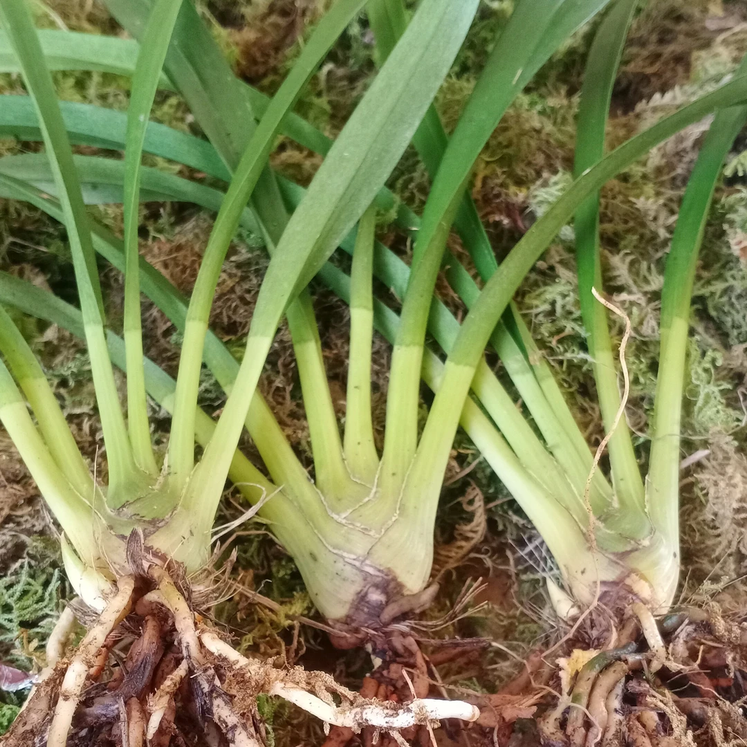 品种虎头兰香花，香花虎头兰 绿叶子没有艺，