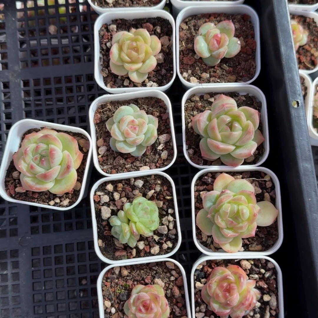 精品珍妮糖心福利A宝11棵