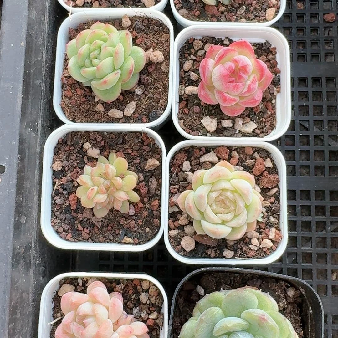 精品珍妮糖心福利杠上花8棵加苗