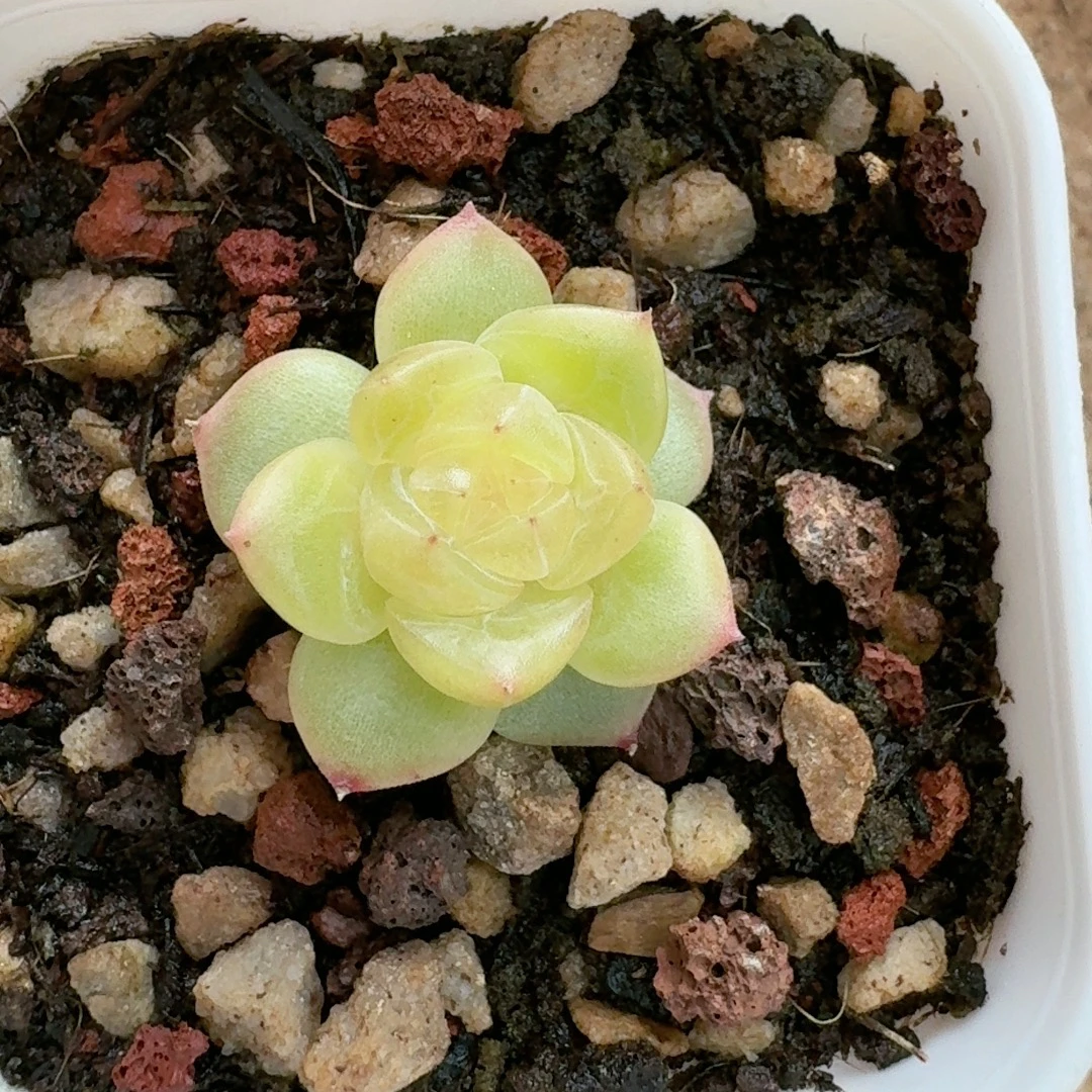 多肉植物糖心珍妮福利(已出勿拍)