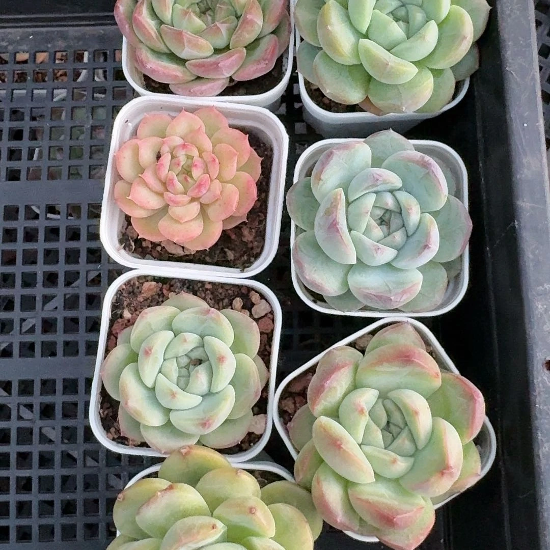 精品珍妮糖心福利小括号7棵