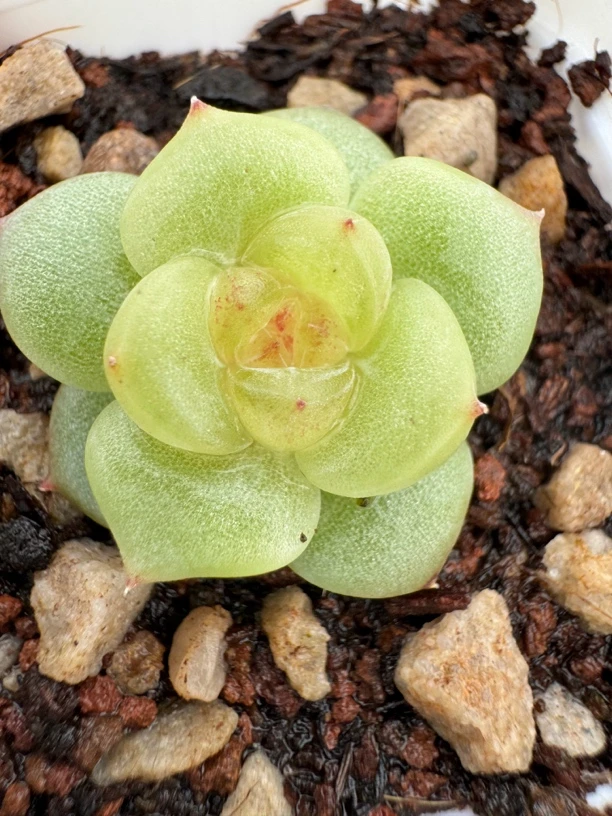 多肉植物珍妮母本勿拍