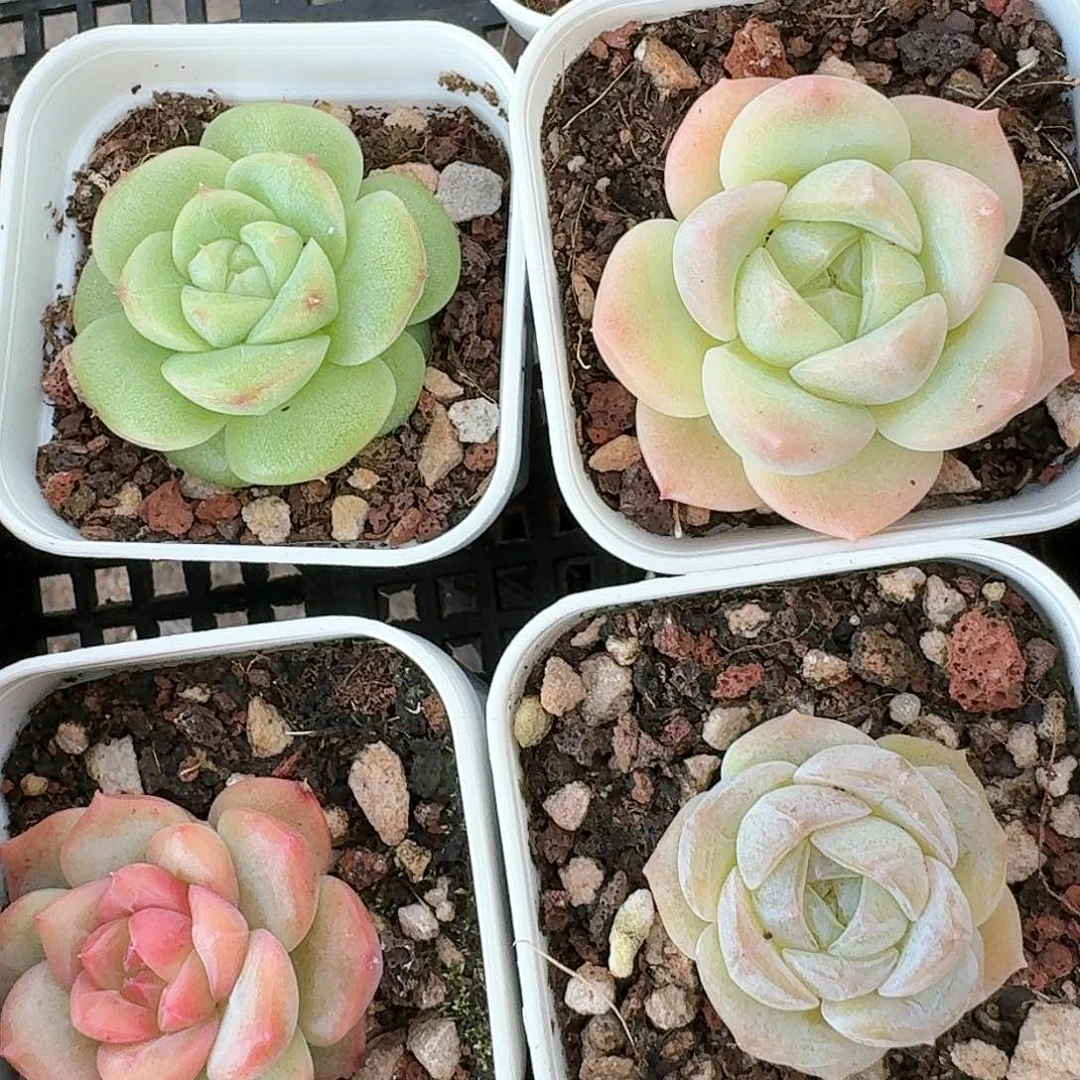 精品珍妮糖心福利不露5棵加