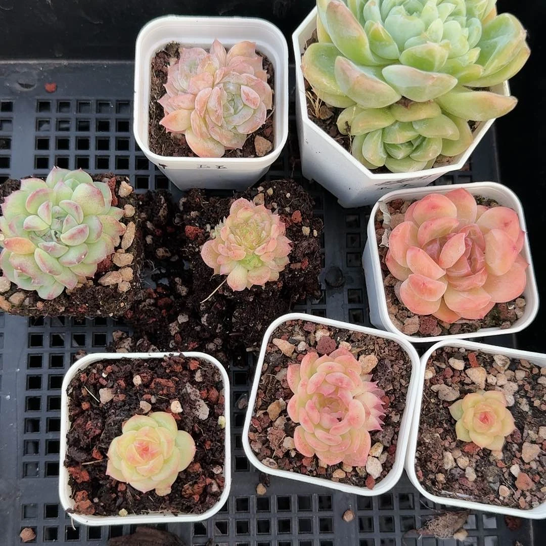 精品珍妮糖心福利玉玉8棵