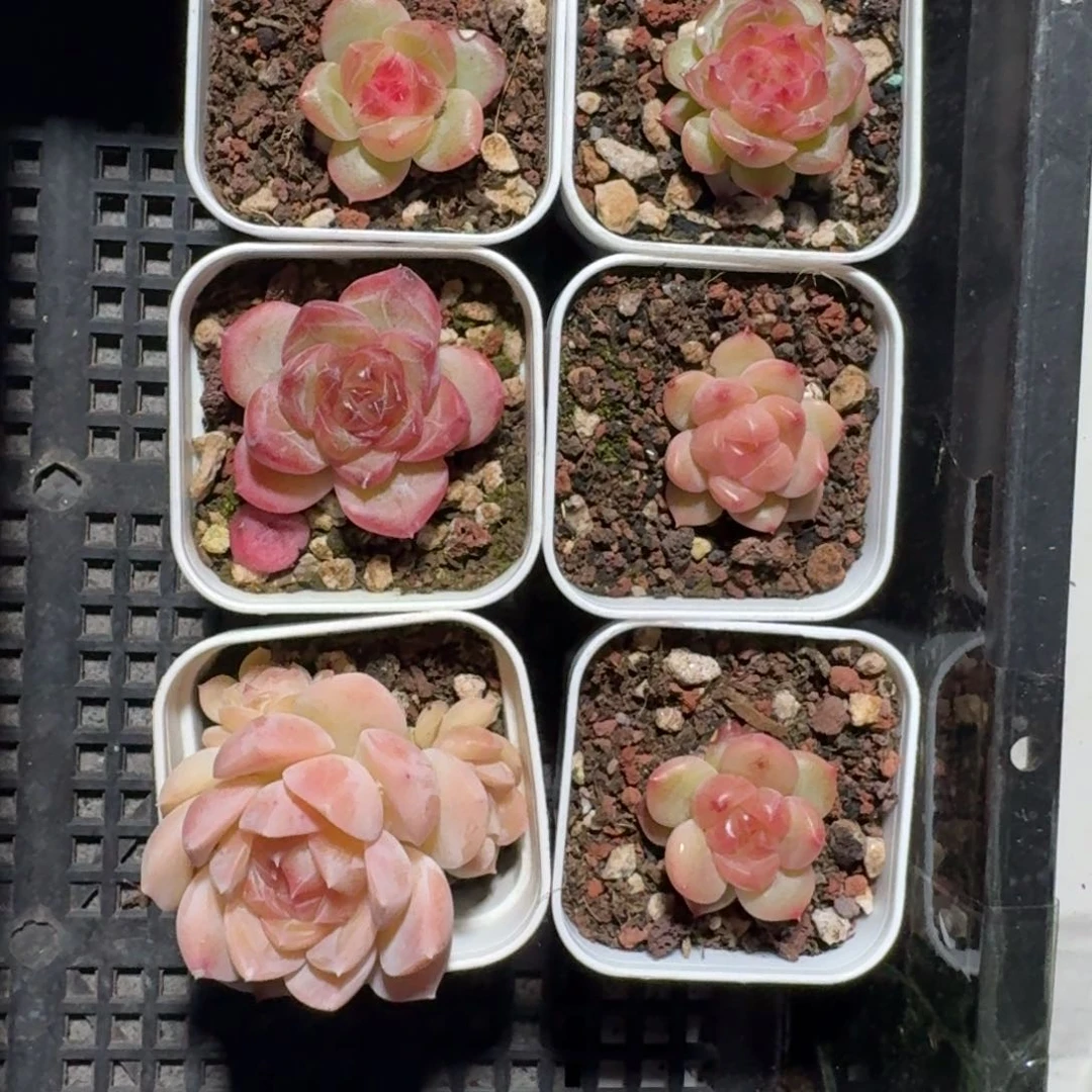 精品珍妮糖心福利不露6棵