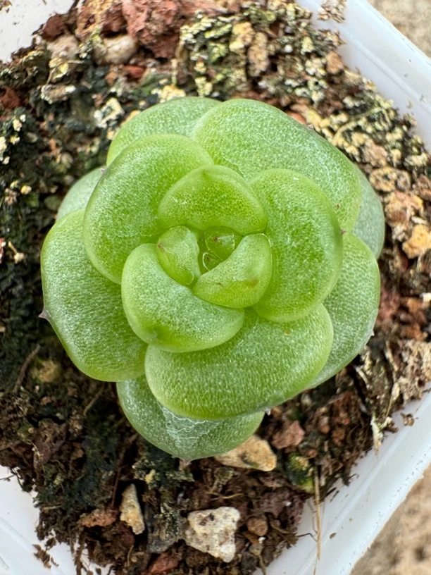 多肉植物糖心珍妮福利
