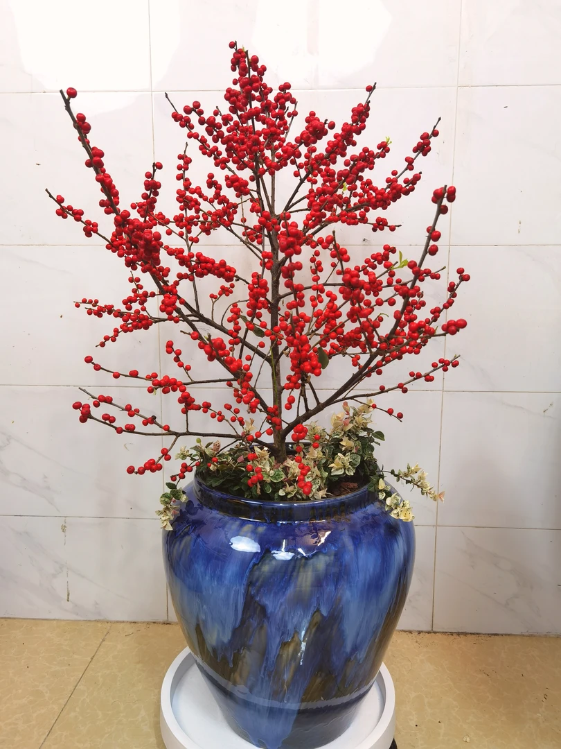 北美冬青树喜庆氛围植物年宵花耐寒好养植物