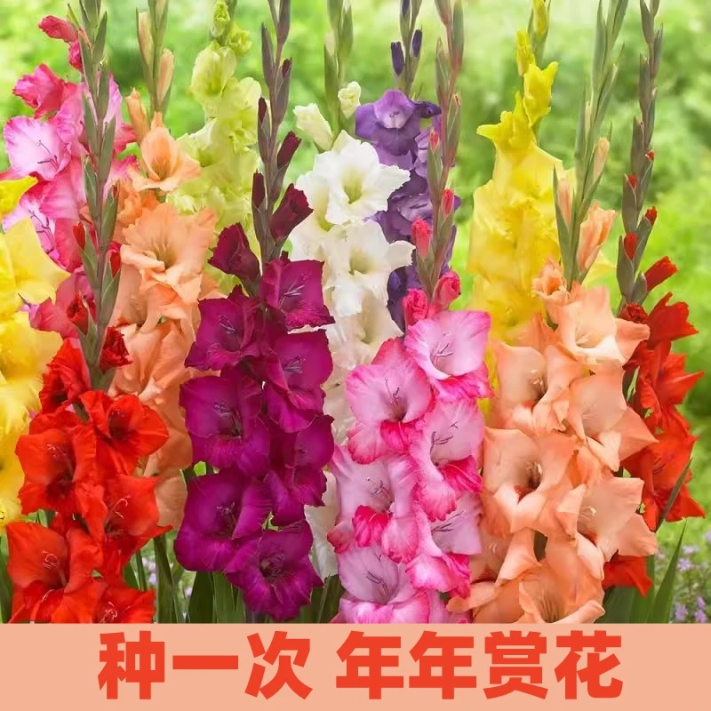 进口剑兰种球多年生花卉盆栽十三太保花种唐菖蒲四季庭院室外易种