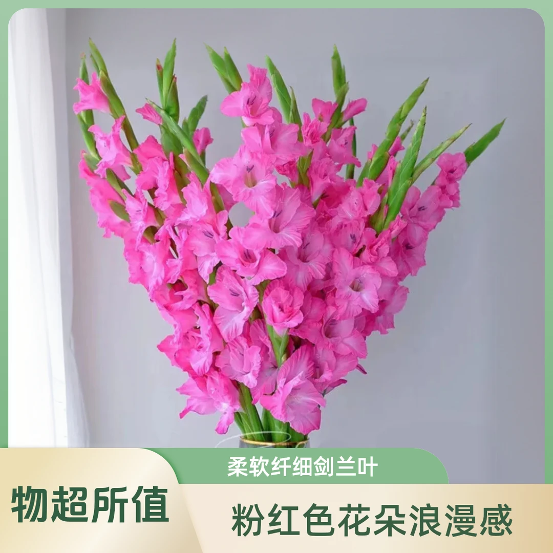 浓香型进口剑兰种球根多年生庭院种子唐菖蒲盆栽花卉四季开花期长