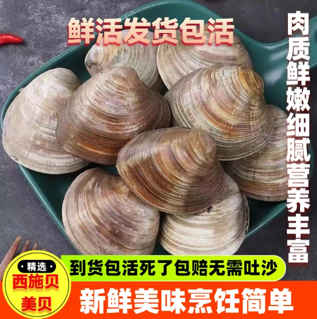 5斤鲜活大蛤蜊净重美贝无沙发货精选文蛤即食七夕3斤/5斤/6斤