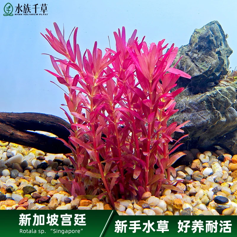 水族植物水草鱼缸装饰造景中后景水草坨草淡水活体植物新加坡宫廷