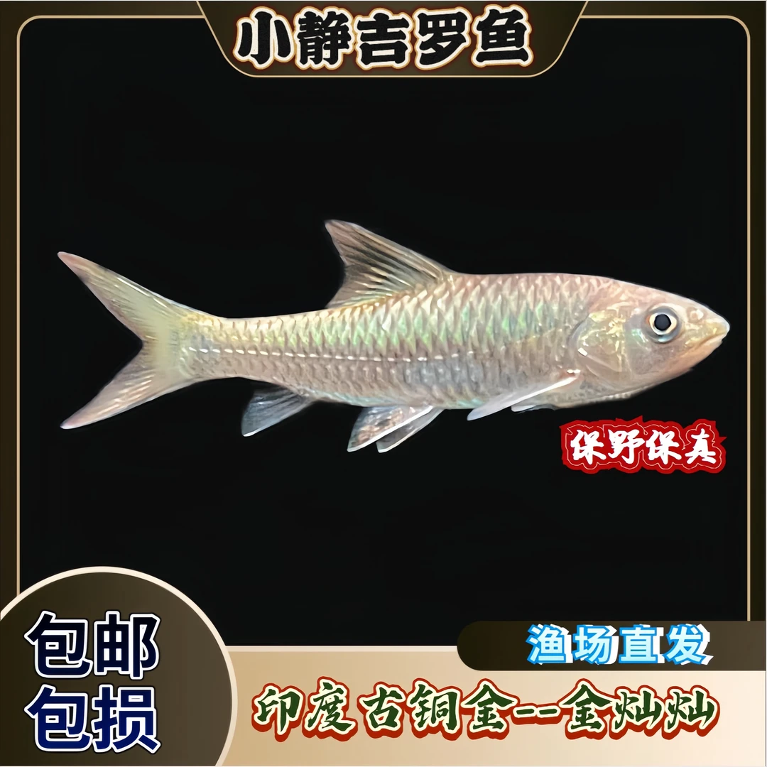 印度古铜金似野结鱼吉罗鱼原生观赏鱼