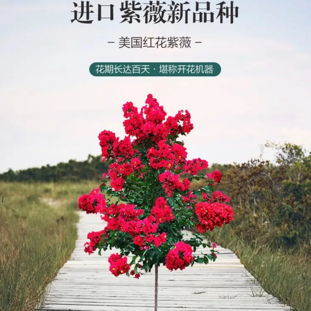 天鹅绒紫薇红火箭紫薇独杆