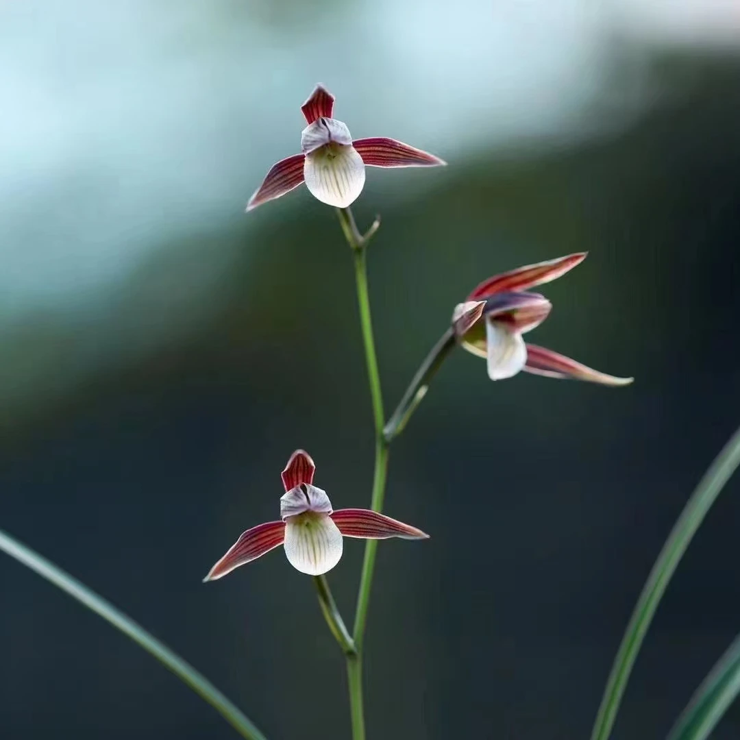 【紫霞】国兰寒兰名品紫霞浓香型