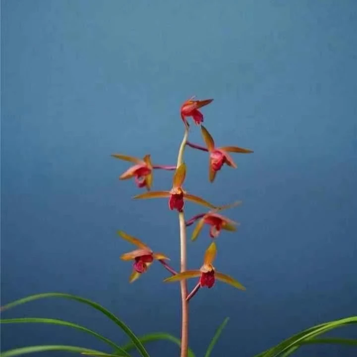 【朱雀】国兰兰花蕙兰传统名品朱雀