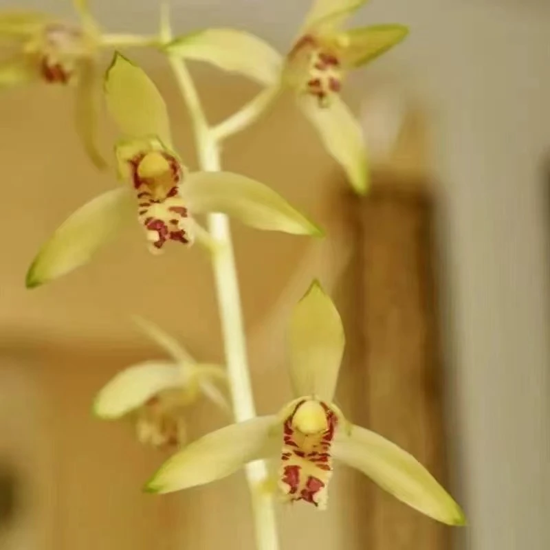 【黄甘蔗】国兰蕙兰艺草花艺双全朱金黄中透