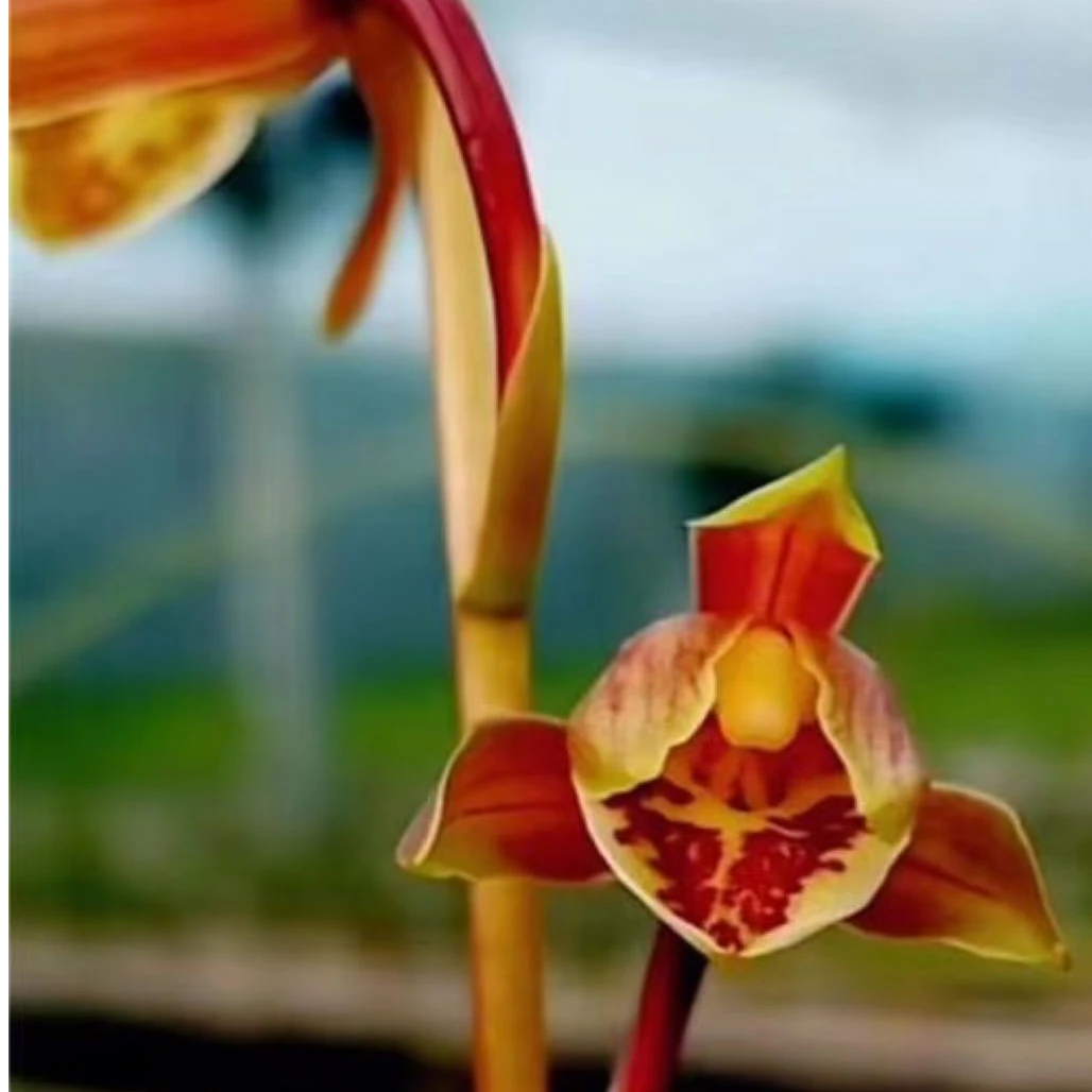 【飘雪】国兰兰花秋芝艺草飘雪花艺双全