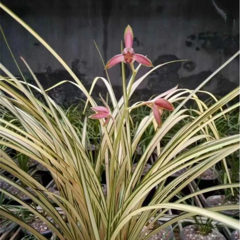 【传世】国兰兰花艺草秋芝传世