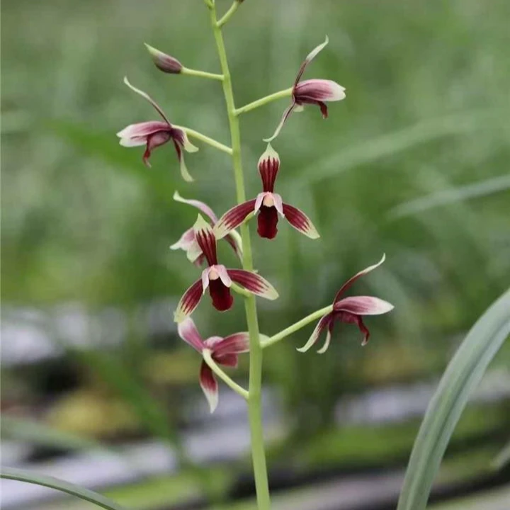 【紫冠】国兰兰花秋榜紫冠