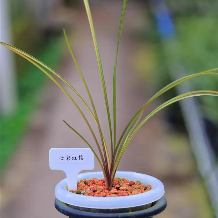 【七彩红钻】国兰蕙兰艺草七彩红钻