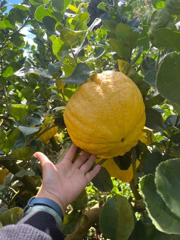 云南正宗香橼果农直发   果子越摆越黄 越黄越香