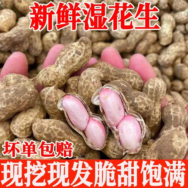 2024新鲜湿花生粉皮带壳生吃水煮晾晒农家自种