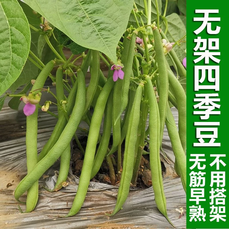 无架地豆种子苗不搭架豇豆豆角种孑春夏秋菜豆矮生四季豆种籽