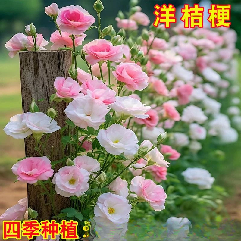 重瓣洋桔梗花种子四季播种开花活花卉种孑庭院室外花种籽子