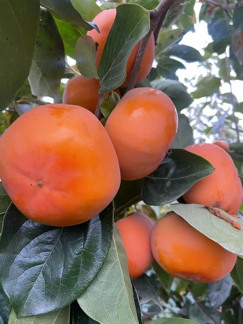 [果王】巧克力甜柿子陕西阳丰柿子香甜可口不涩口不麻嘴冰糖心新鲜