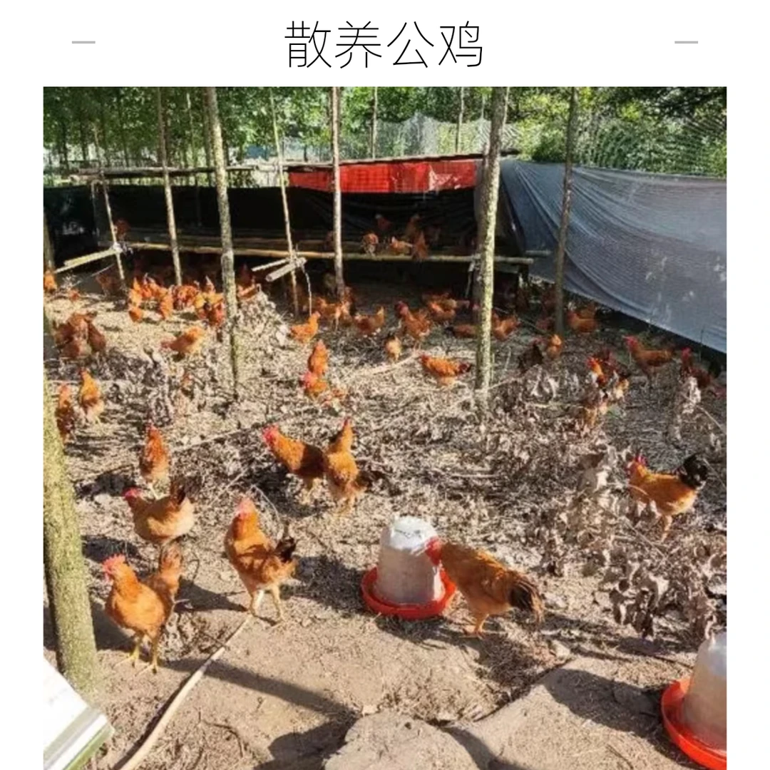 散养小公鸡,未打鸣,土公鸡