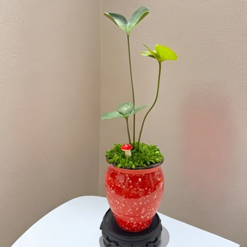 墨西哥幸运铁桌面微景观绿植小型摆件懒人真植物四季好养耐旱耐阴