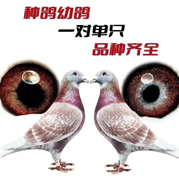 詹森种鸽赛鸽血统鸽红狐信鸽红雨点幼鸽成绩鸽包邮包活包健康果园
