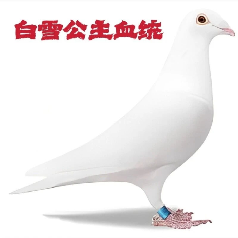 精品白雪公主信鸽血统鸽子纯白色赛鸽种鸽幼鸽包健康公母可选包邮