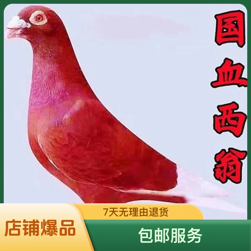 精品纯种老国血西翁红千公里冠军血统大鼻子鸽子出售种鸽幼鸽果园