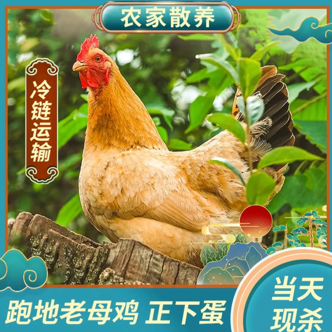 【小胖妹】放养600天黄油老母鸡土鸡 带内脏毛重7斤 净重5斤左右
