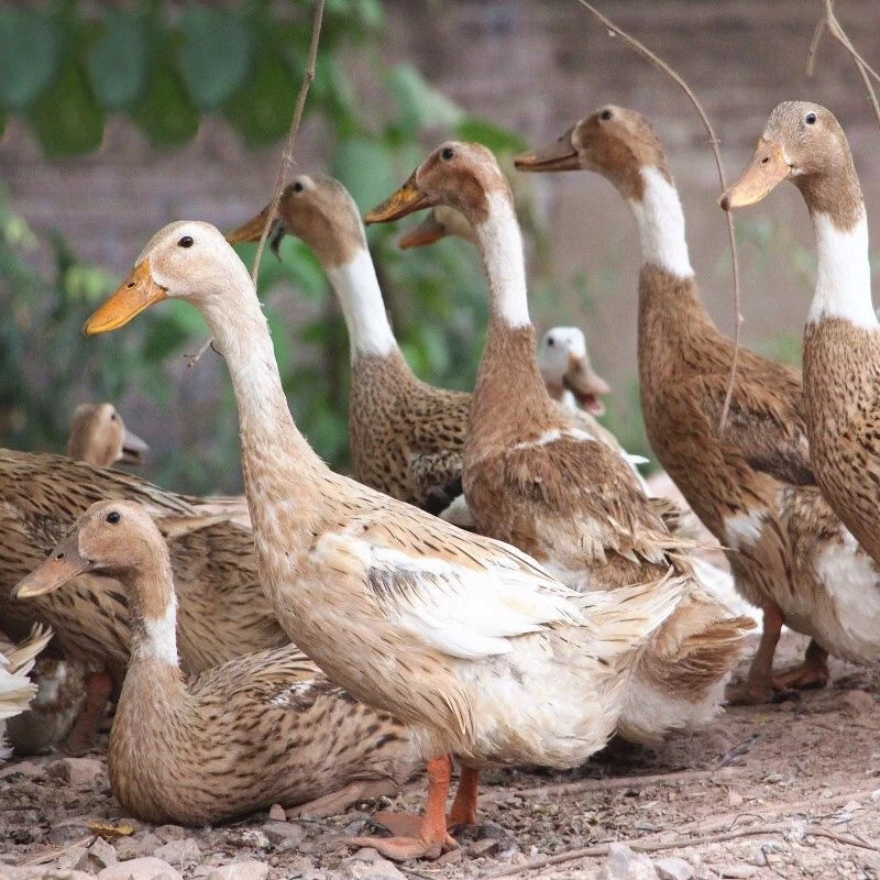 【小燕子】农家散养水库土鸭 粮食喂养 单只净重2斤以上福利4