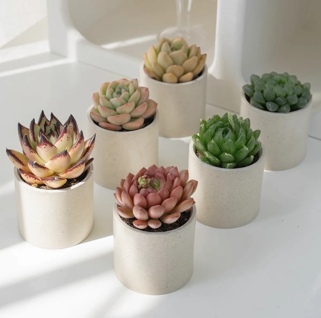 精品多肉植物小盆栽多肉盆栽