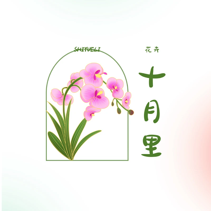 【十月里】蝴蝶兰（盲盒花苞株两颗）随机发货
