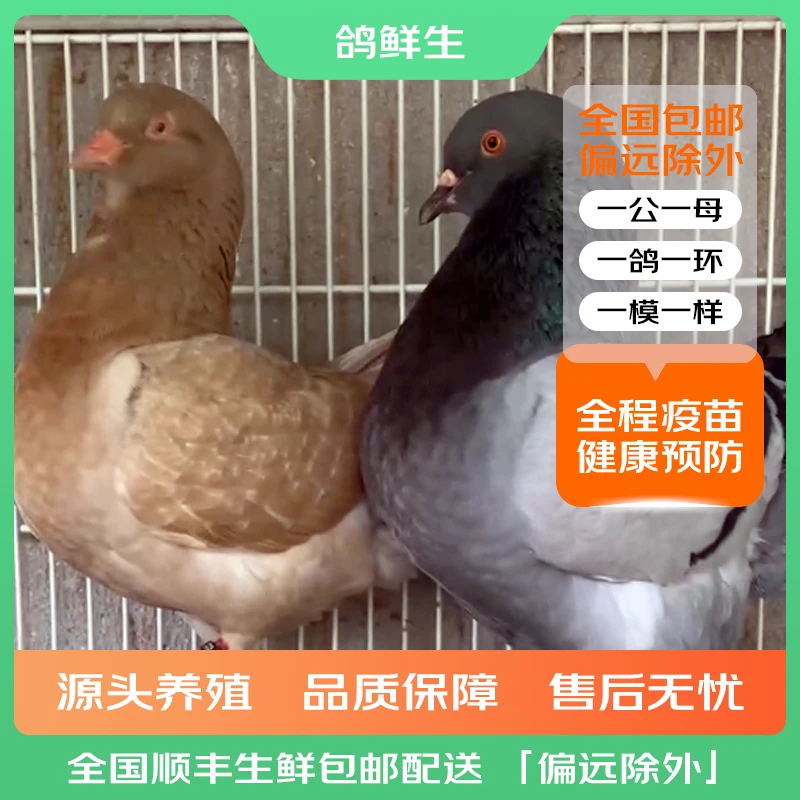 【鸽鲜生】国产国系元宝种鸽一对 1-2年龄 顺丰包邮