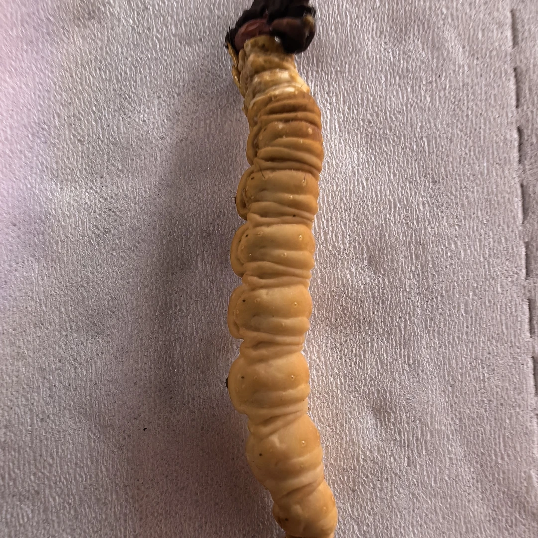 50根头期新鲜冬虫夏草高端精品滋补养生