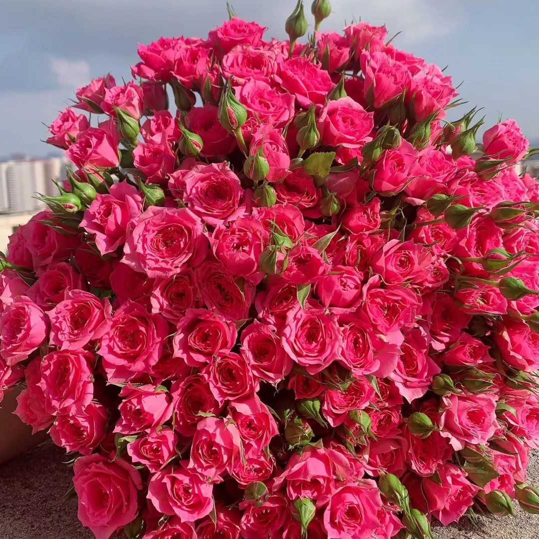 【喀什发货】苏菲宝贝十支顺丰包邮居家鲜花