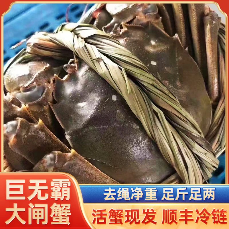【巨无霸】兴化大闸蟹全母蟹3.8~4.3两 平均4两8+2 10只 塘口直发
