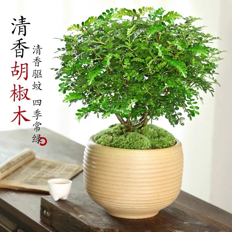 驱蚊草盆栽千里眼清香胡椒木植物室内花卉九里香盆景净化空气绿植