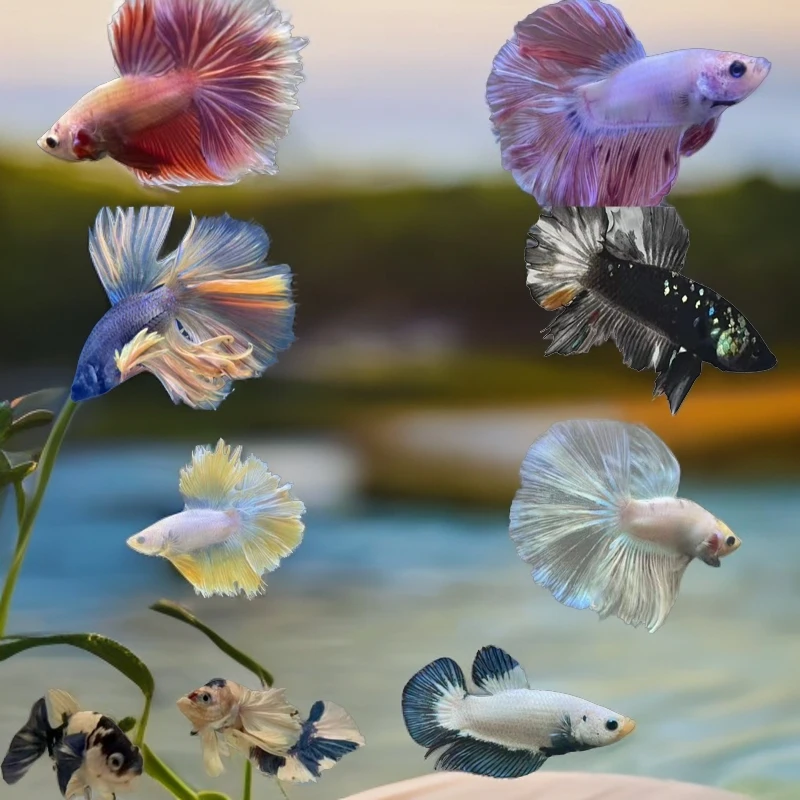 泰斗印斗ctpk将军观赏鱼