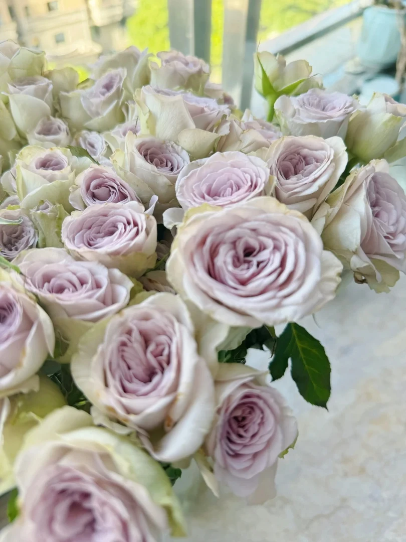 【巴黎圣母院多头玫瑰】云南源头直发~