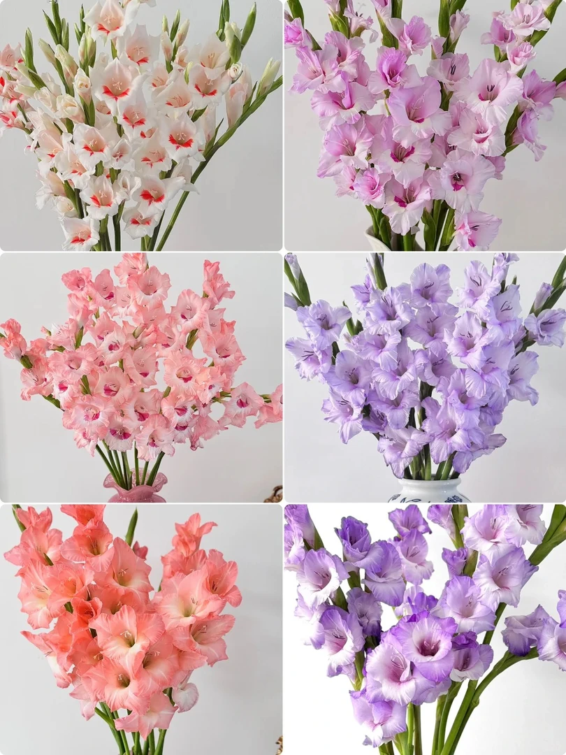 【剑兰】云南鲜花源头直发~
