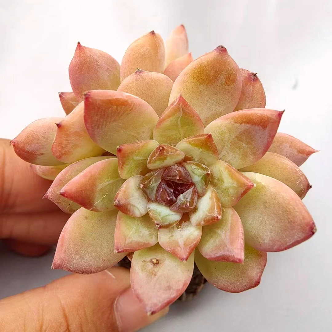 【直播专享】无土多肉--冰糖芯SP（1颗）