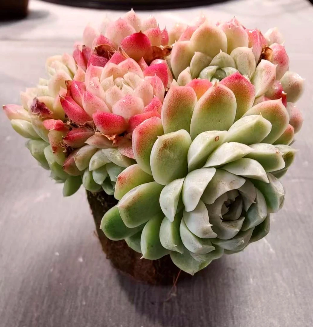 【直播专享】无土多肉--大桩系列SP（1颗/不含盆）