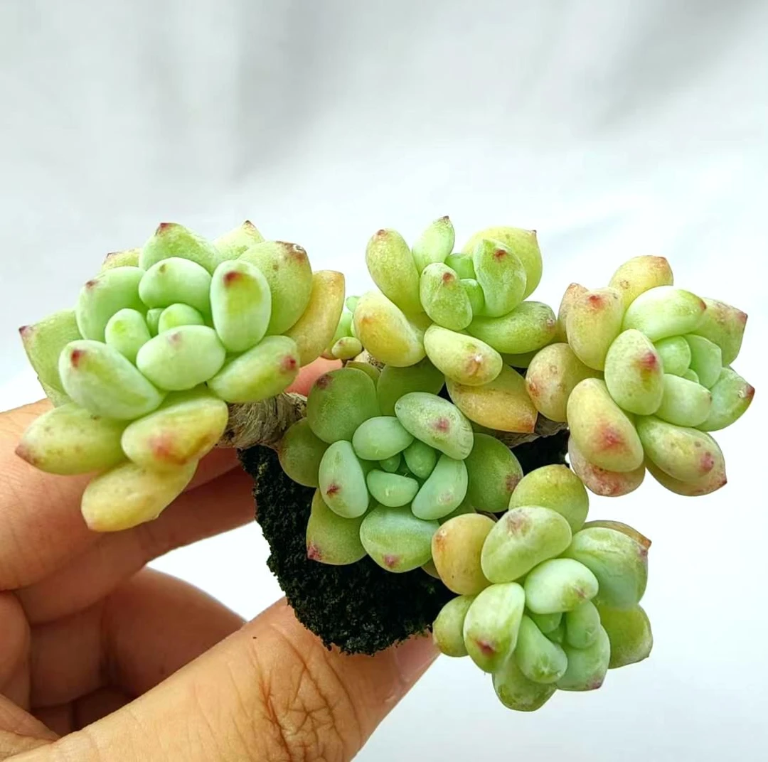 【直播专享】无土多肉--凝脂莲小盆景3号SP（1颗/不含盆）